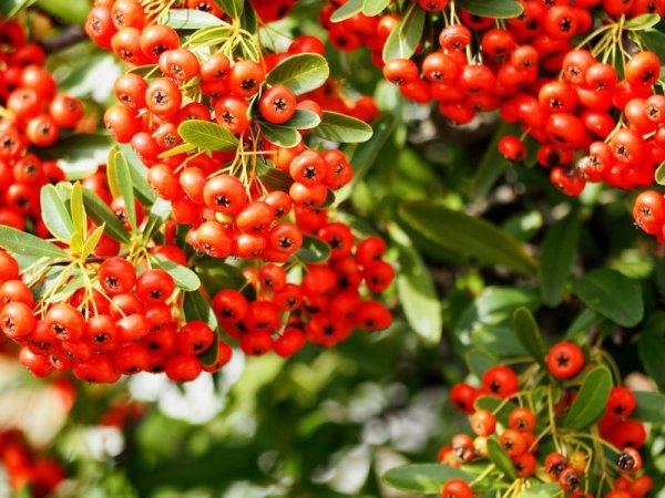 画像4: 山査子(さんざし) (4)