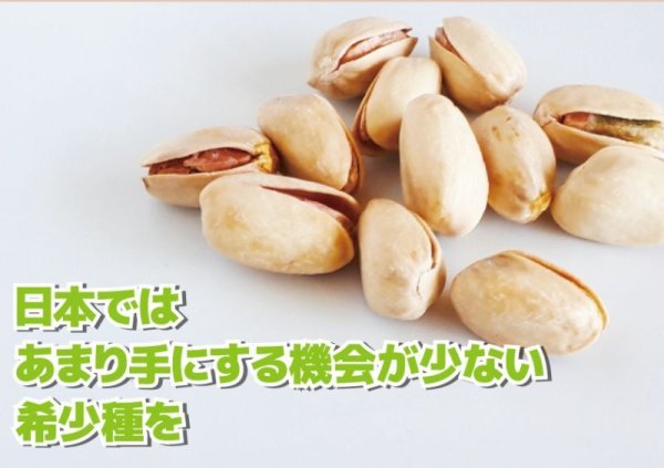 画像4: スペイン産　素焼きピスタチオ　しお味 (4)